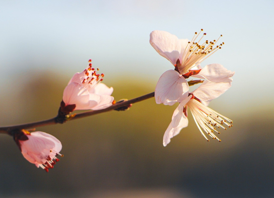 不觉春色已过半，桃花依旧笑春风